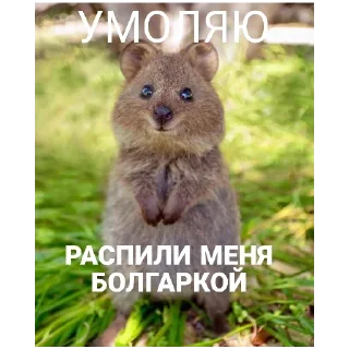 Sticker from натянул бы?