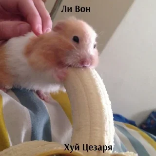Sticker from шаурма цезаря