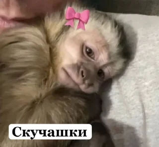 Sticker from mymoon 🐒