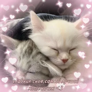 😴 emoji Коты и любовь 💗 Telegram sticker 18 of 97