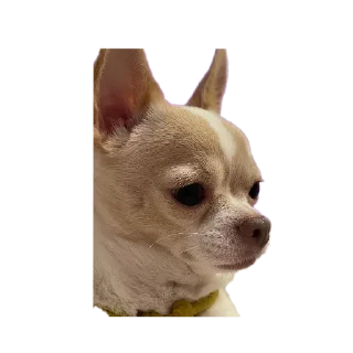 Sticker from Женины жопы