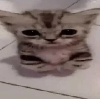 😶 emoji Кэт😽💗 Telegram sticker 18 of 32