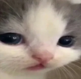 😶 emoji Чел ёбу дал. Telegram sticker 24 of 119