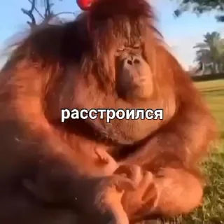 Sticker from Бибизяны гиф