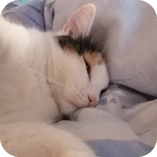 🐱 emoji Мой любимый котик Telegram sticker 10 of 25