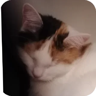 🐱 emoji Мой любимый котик Telegram sticker 19 of 25
