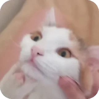 🐱 emoji Мой любимый котик Telegram sticker 18 of 25