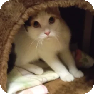 🐱 emoji Мой любимый котик Telegram sticker 7 of 25