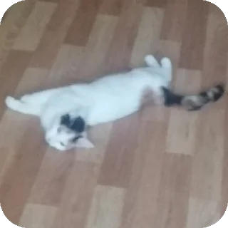 🐱 emoji Мой любимый котик Telegram sticker 6 of 25