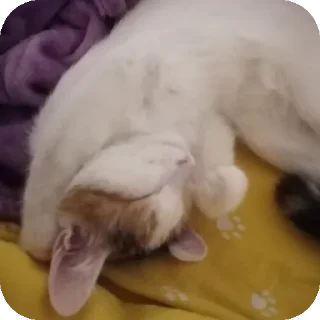 🐱 emoji Мой любимый котик Telegram sticker 11 of 25