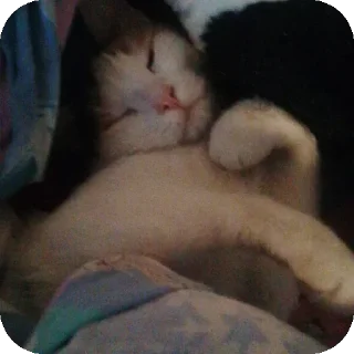 🐱 emoji Мой любимый котик Telegram sticker 13 of 25