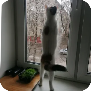 🐱 emoji Мой любимый котик Telegram sticker 17 of 25