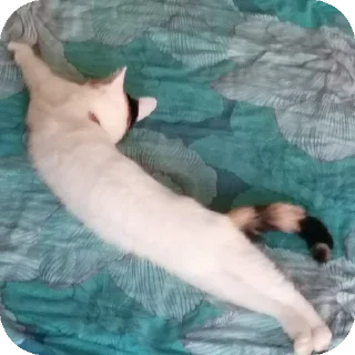 🏖 emoji Мой любимый котик Telegram sticker 16 of 25
