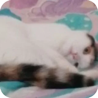 🤲 emoji Мой любимый котик Telegram sticker 15 of 25
