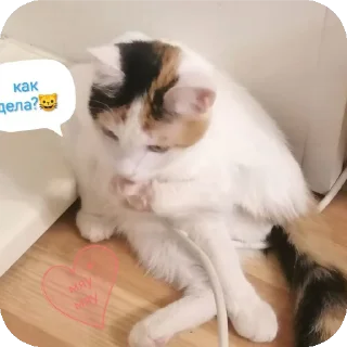 🐱 emoji Мой любимый котик Telegram sticker 22 of 25