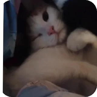 ✋ emoji Мой любимый котик Telegram sticker 12 of 25