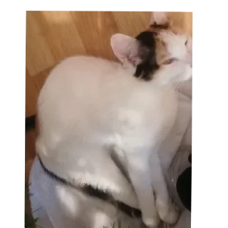 🐱 emoji Мой любимый котик Telegram sticker 8 of 25
