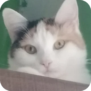 🐱 emoji Мой любимый котик Telegram sticker 20 of 25