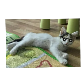 🐱 emoji Мой любимый котик Telegram sticker 5 of 25