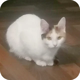 🐱 emoji Мой любимый котик Telegram sticker 9 of 25