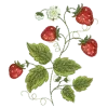 🌟 emoji 𝐛𝐞𝐫𝐫𝐲 𝐛𝐞𝐫𝐫𝐲﹝@cukeemoji﹞ Telegram sticker 11 of 200