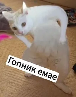 🤯 emoji Котики с собаками Telegram sticker 24 of 68