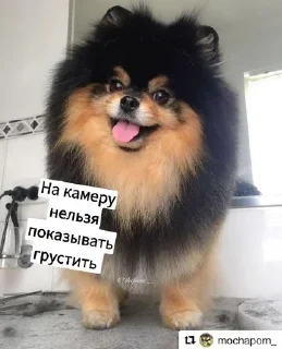 😭 emoji Котики с собаками Telegram sticker 20 of 68