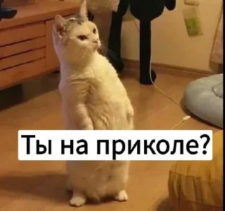 🧐 emoji Котики с собаками Telegram sticker 23 of 68