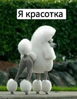 😘 emoji Котики с собаками Telegram sticker 19 of 68