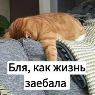 😢 emoji Котики с собаками Telegram sticker 13 of 68