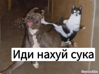 😒 emoji Котики с собаками Telegram sticker 7 of 68
