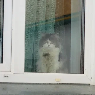 🙃 emoji Кот Telegram sticker 4 of 45