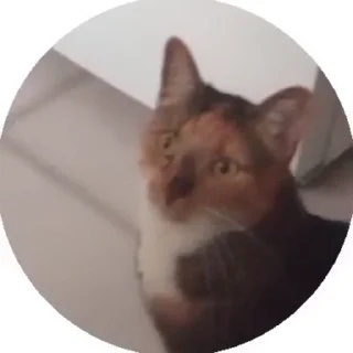 🪂 emoji Мявк😽 Telegram sticker 24 of 46