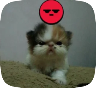 🌟 emoji уёбки Telegram sticker 21 of 46
