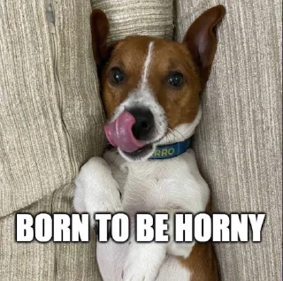 😏 emoji Партія пса Патрона @patronsobaka Telegram sticker 10 of 78