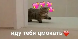 ❤️ emoji @sempai21 Милые котики Telegram sticker 7 of 30