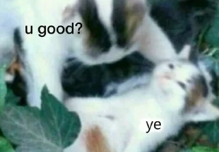 🥲 emoji cats @youmii_8 Telegram sticker 20 of 74
