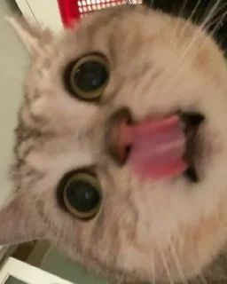 😋 emoji cats @youmii_8 Telegram sticker 13 of 74