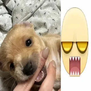 🌟 emoji sobachko kotik @v1olon Telegram sticker 11 of 67