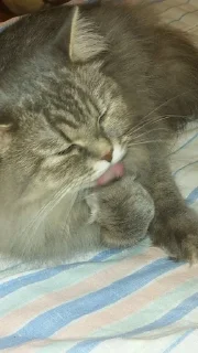 💤 emoji ты лох Telegram sticker 6 of 14