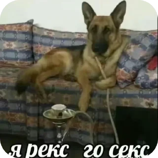 🐶 emoji боже @HoroScopRoBot Telegram sticker 13 of 14