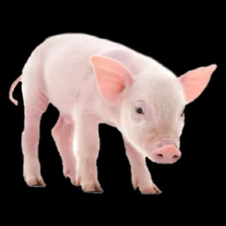 🐖 emoji 👉@kekelplay👈 Telegram sticker 9 of 94