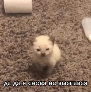 😞 emoji Котики <3 Telegram sticker 5 of 109