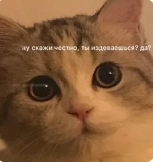 ❓ emoji Котики <3 Telegram sticker 23 of 109