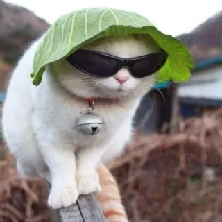 😎 emoji Кіт Жора і друзі Telegram sticker 9 of 58