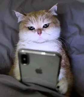 👀 emoji Кіт Жора і друзі Telegram sticker 6 of 58
