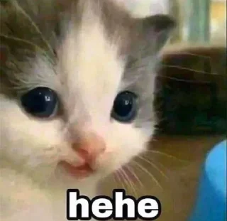 😁 emoji Кіт Жора і друзі Telegram sticker 1 of 58