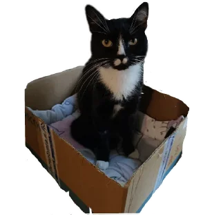 🐱 emoji Roma Telegram sticker 20 of 72