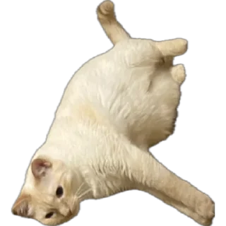 🥖 emoji Сын Telegram sticker 6 of 35