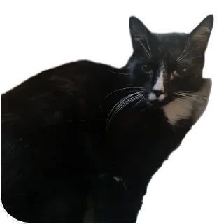 🐱 emoji Roma Telegram sticker 16 of 72